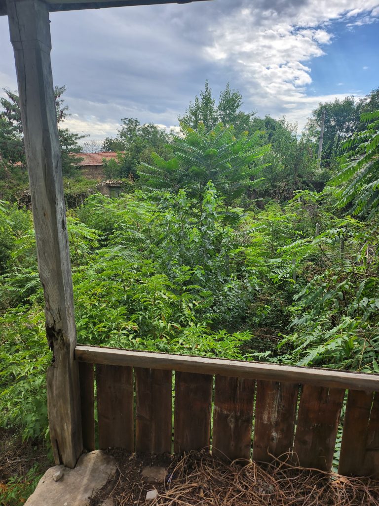 How just cutting back the garden can make a massive difference to the property, like I can actually see what I brought now!